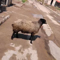 بره نر چاق