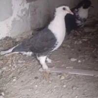 کبوتر
