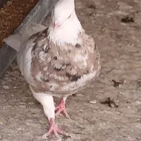 دو عدد طوقی خال کرم نر وماده
