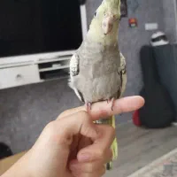 عروس هلندی گلباقلی