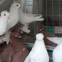 کبوتر راعبی اصل