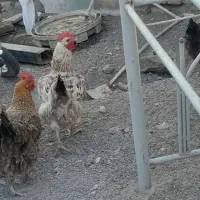 مرغ|حیوانات مزرعه|مشهد, طرق|دیوار