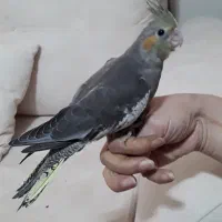 جوجه عروس هلندی سرلاکی