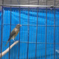 قناری نر جوان