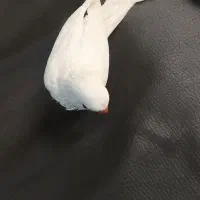 جوجه راهب سفید آلبینو و پسته ای دم طوسی کلکسیونی