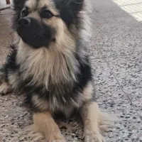 سگ پاکوتاه