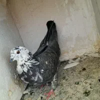 کفتر