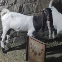 بزنژدی