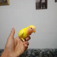 طوطی کوتوله برزیلی دستی