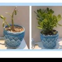 دلت میخوادخونت تبدیل به جنگل بشه