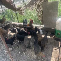 مرغ بومی