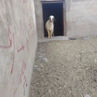 قوچ سنجابی