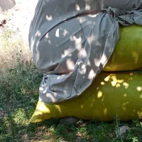 علوفه ی عدس