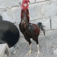 خوروس|حیوانات مزرعه|میناب, |دیوار