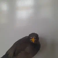 مرغ مینا