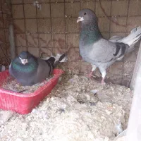 کبوتر دمگیر خرقه روس