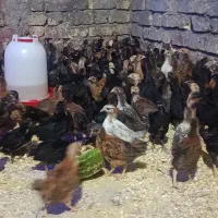 جوجه مرغ خروس محلی زیر پا مرغی