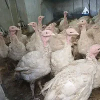 بوقلمون گوشتی و خونگی معاوضه با بز گوشی. موتور