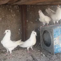 کفتر  کبوتر