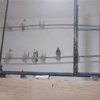 کفتر هم شده