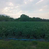 زمین در ۱۰۰متری راه اصلی گرجان ،شهریور