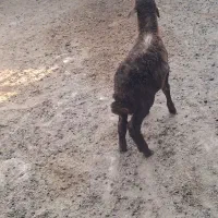 بره