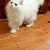 پرشین کت کلاسیک