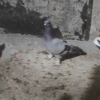 سبز ماده بازی کن