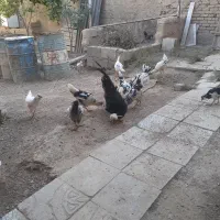 خروس