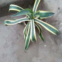 گل آگاو زینتی