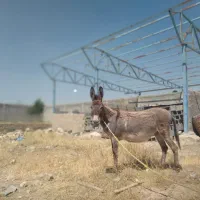 خر یا ابلاغ