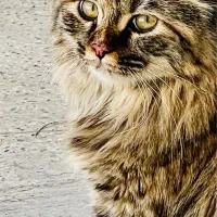 گربه