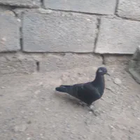 کفتر|پرنده|میناب, |دیوار