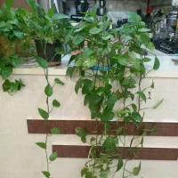 گل پتوس|گل و گیاه طبیعی|زاهدان, |دیوار