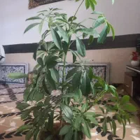 گل شفلرا