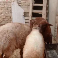کاور .بره ماده .میش  شیشک  بز