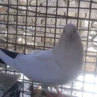 یک نر یک ماده زیبا