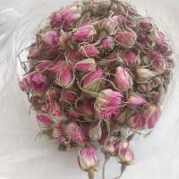 غنچه گل محمدی