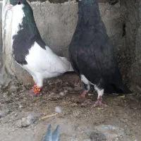 کبوتر شهری خال چپ