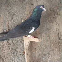 کبوتر