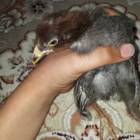 یک عدد جوجه خروس سروحال