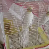 عروس هلندی
