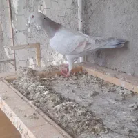 پرنده