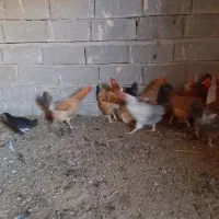 مرغ تخمگزار