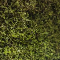 فروش آویشن و پونه