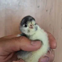 جوجه گلین ۷ روزه و یکماهه و نیمچه بزرگ