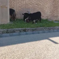 بز بیگ فروشی|حیوانات مزرعه|گتوند, |دیوار