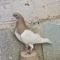تعدادی کبوتر نر