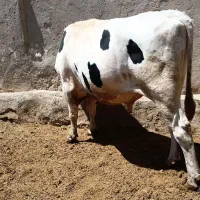 یک راس گوساله هلشتاین