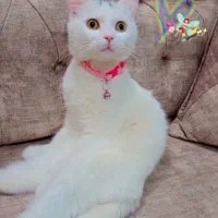 گربه